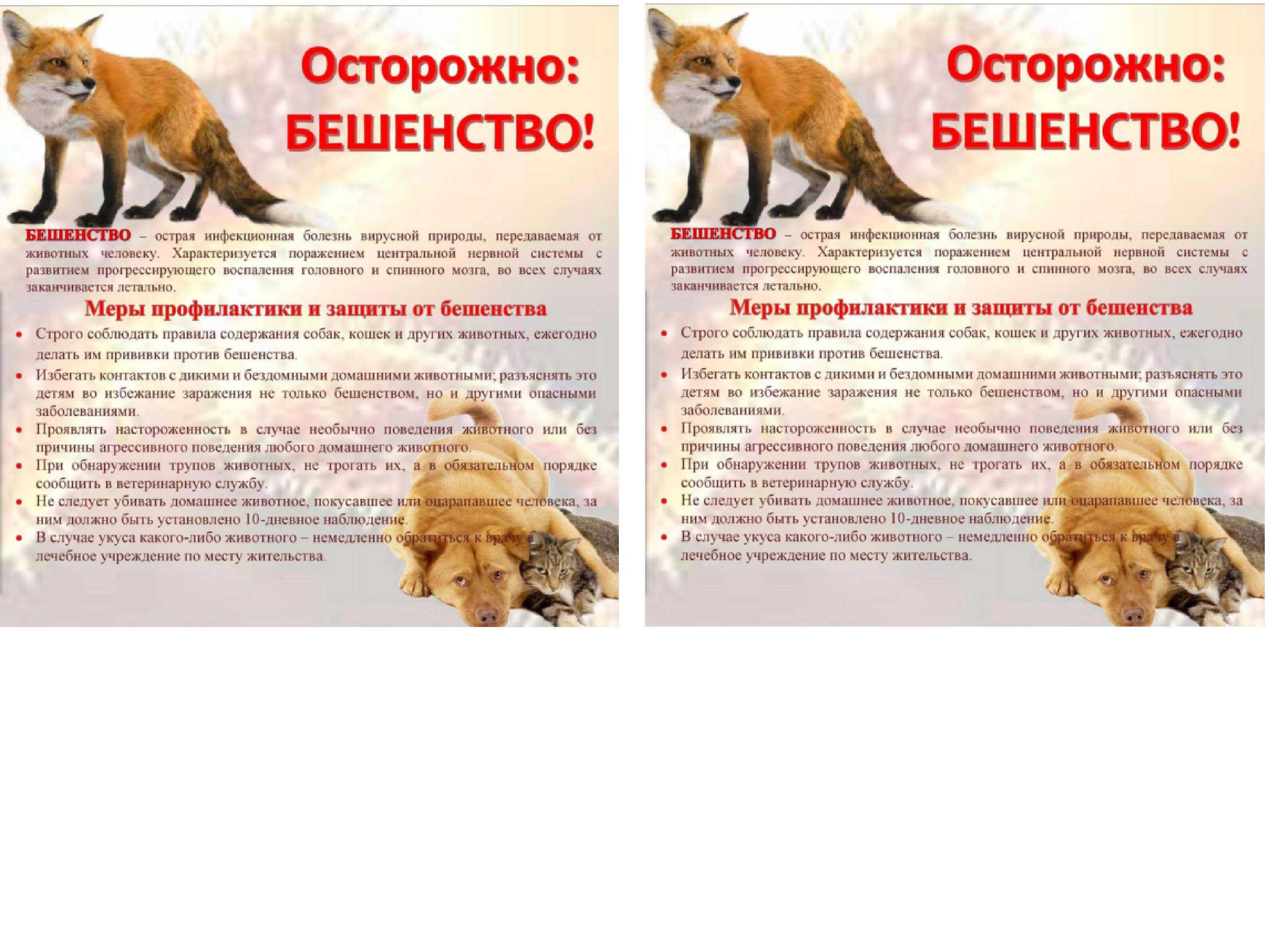 Бешенство у кошек: симптомы, опасность для человека, инкубационный период