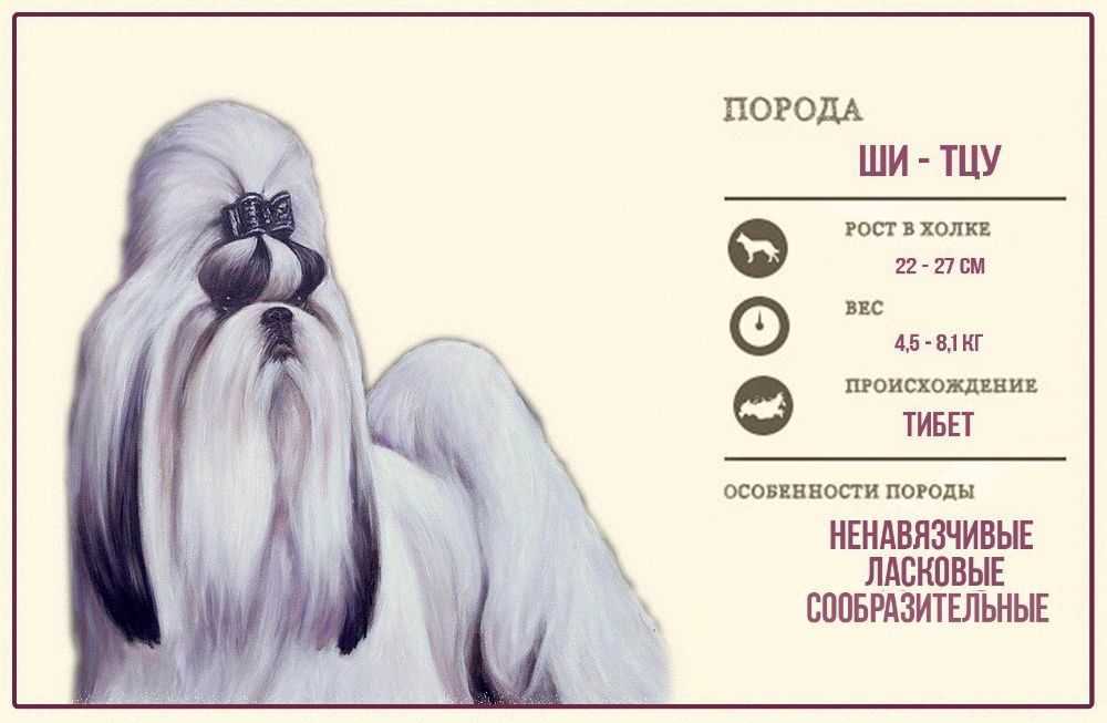 Ши-тцу: характер, история, фото, содержание, дрессировка, уход