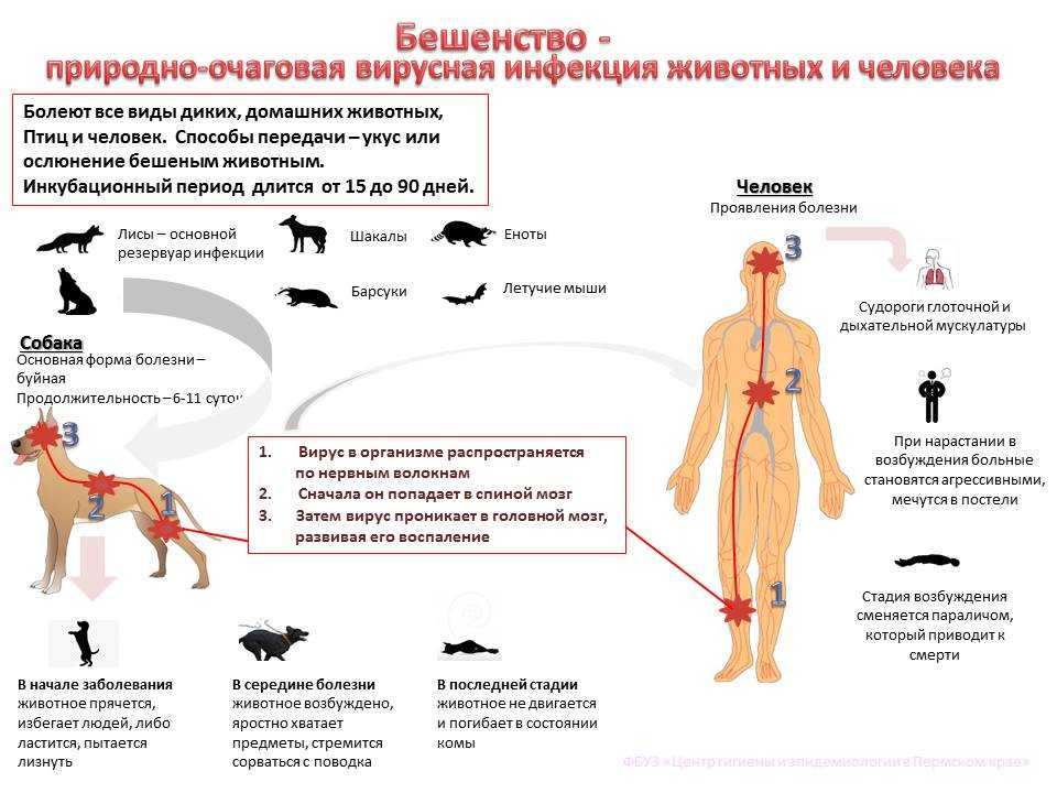 Стафилококк у собак