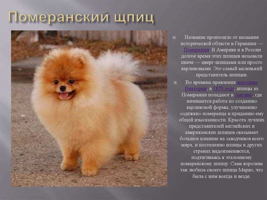 Развернутая характеристика породы японский шпиц
