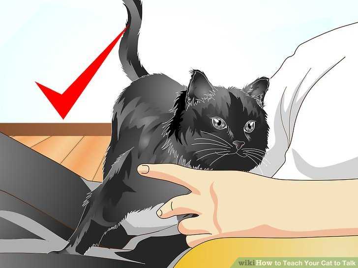 Каким командам можно научить кошку или кота