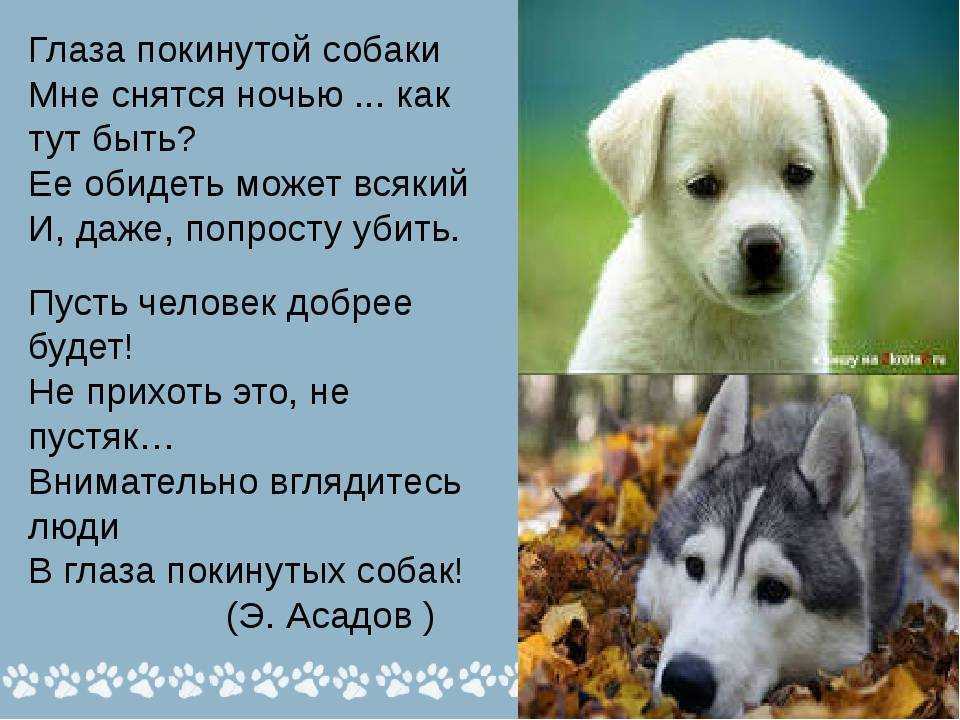 К чему снится собака. видеть во сне собака - сонник дома солнца