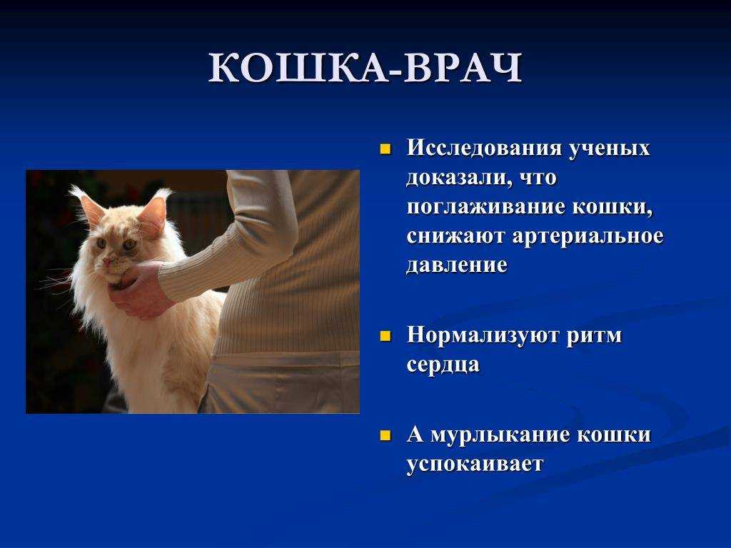 Почему котенок стал агрессивным?