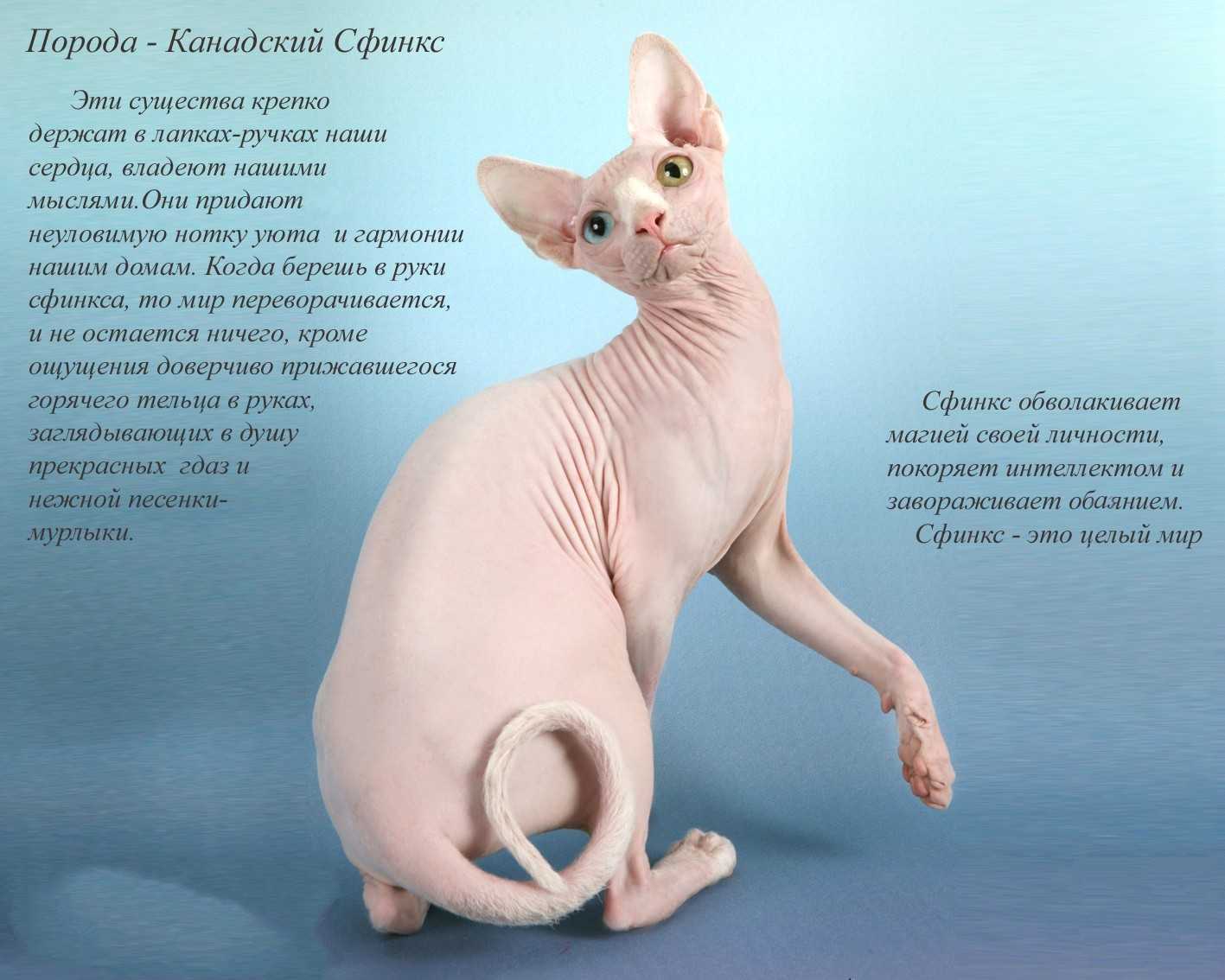 Сколько живут кошки в домашних условиях  - максимальный и средний срок жизни