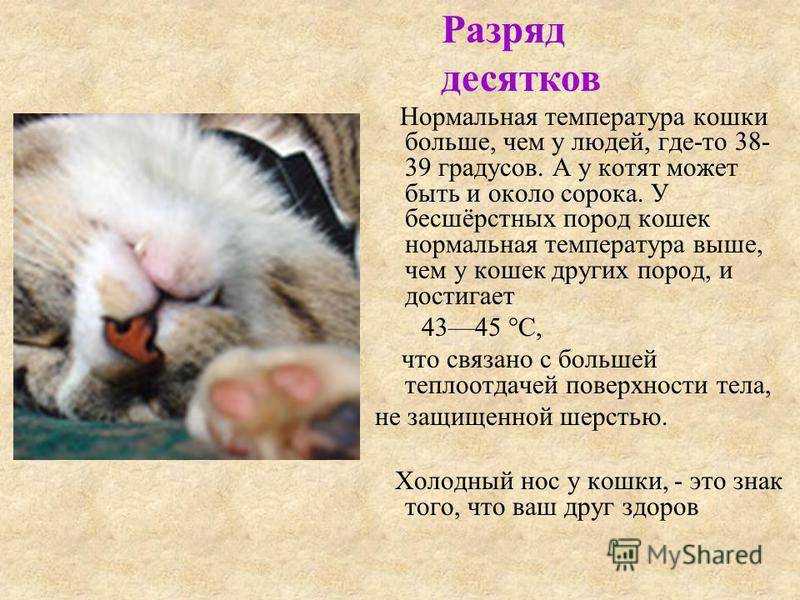 Температура тела у кошек и котят: норма и отклонения