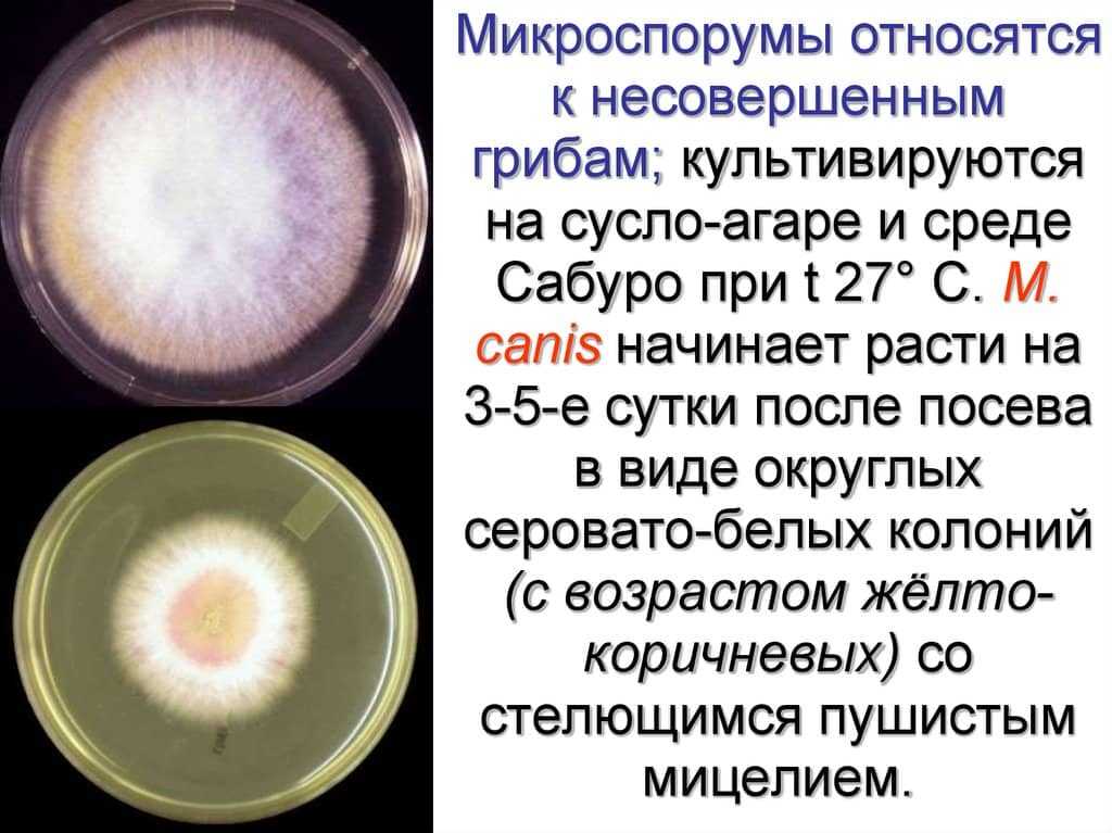 Микроспория у собак: симптомы и первые признаки, методы диагностики, лечение препаратами и народными средствами, правила ухода и профилактики