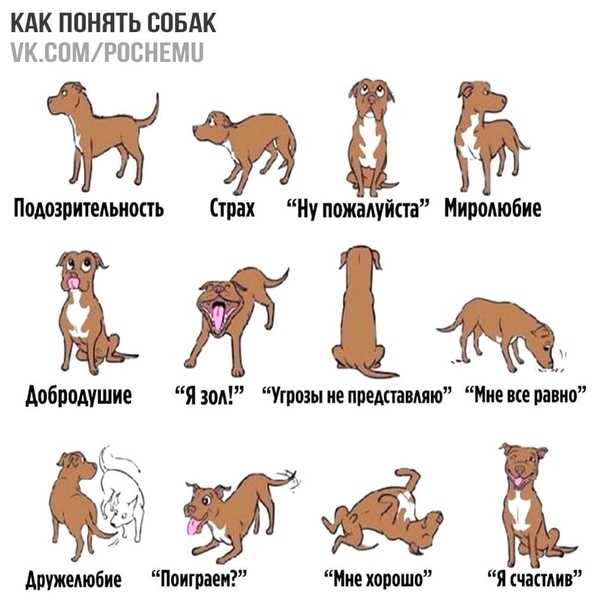 Как понять, что собака хочет в туалет: изучаем повадки и поведение питомца