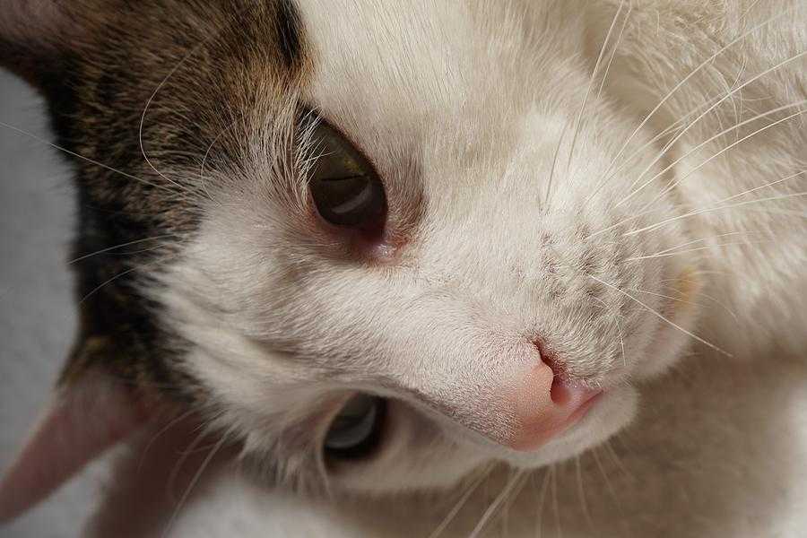 У кота холодный нос: причины и нужно ли беспокоиться