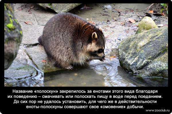 Енот полоскун: почему так называется и зачем полощет еду