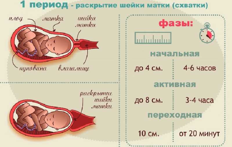 Роды у кошек: как проводится подготовка к родам, как проходят роды у кошек, патологические роды