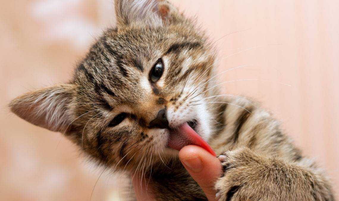 ᐉ кот постоянно лижется под хвостом, кошка все время вылизывается - zoomanji.ru