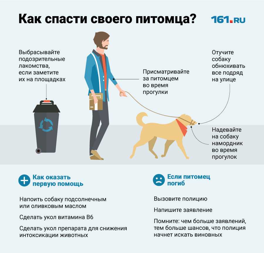 Кот не может пописать: причины и как помочь в домашних условиях