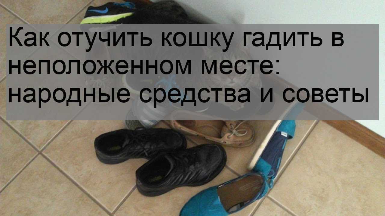 Кошка и кот все метит в доме: советы, что делать, как отучить и убрать запах