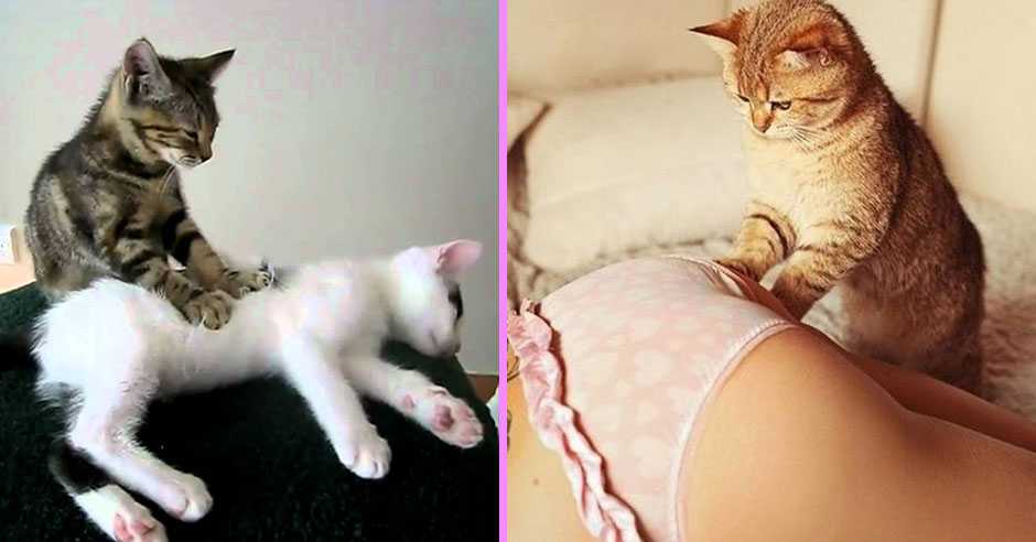Почему моя кошка ложится на мою обувь? — звериний мир