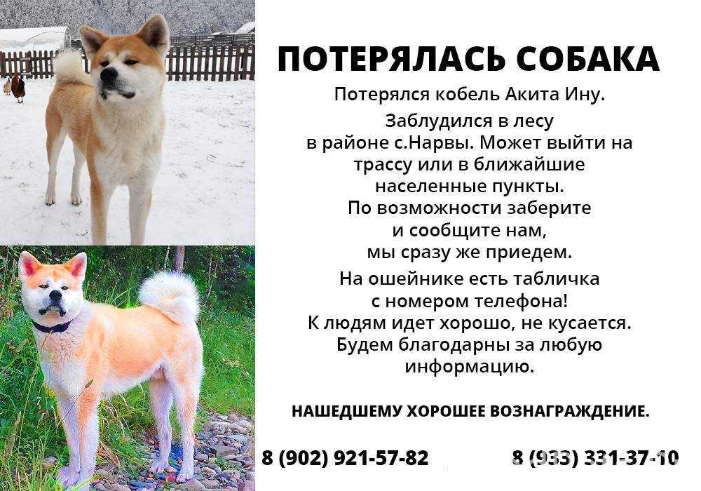 Японские породы собак - названия и фото (каталог)