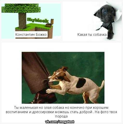 Собака в доме: как стать вожаком для питомца