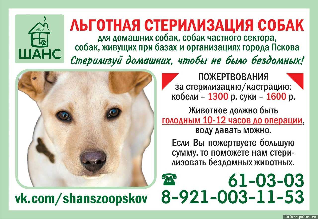 Бронхопневмония (bronchopneumonia) у кошек. симптомы. лечение | болезни кошек | ptichka.net - домашние питомцы