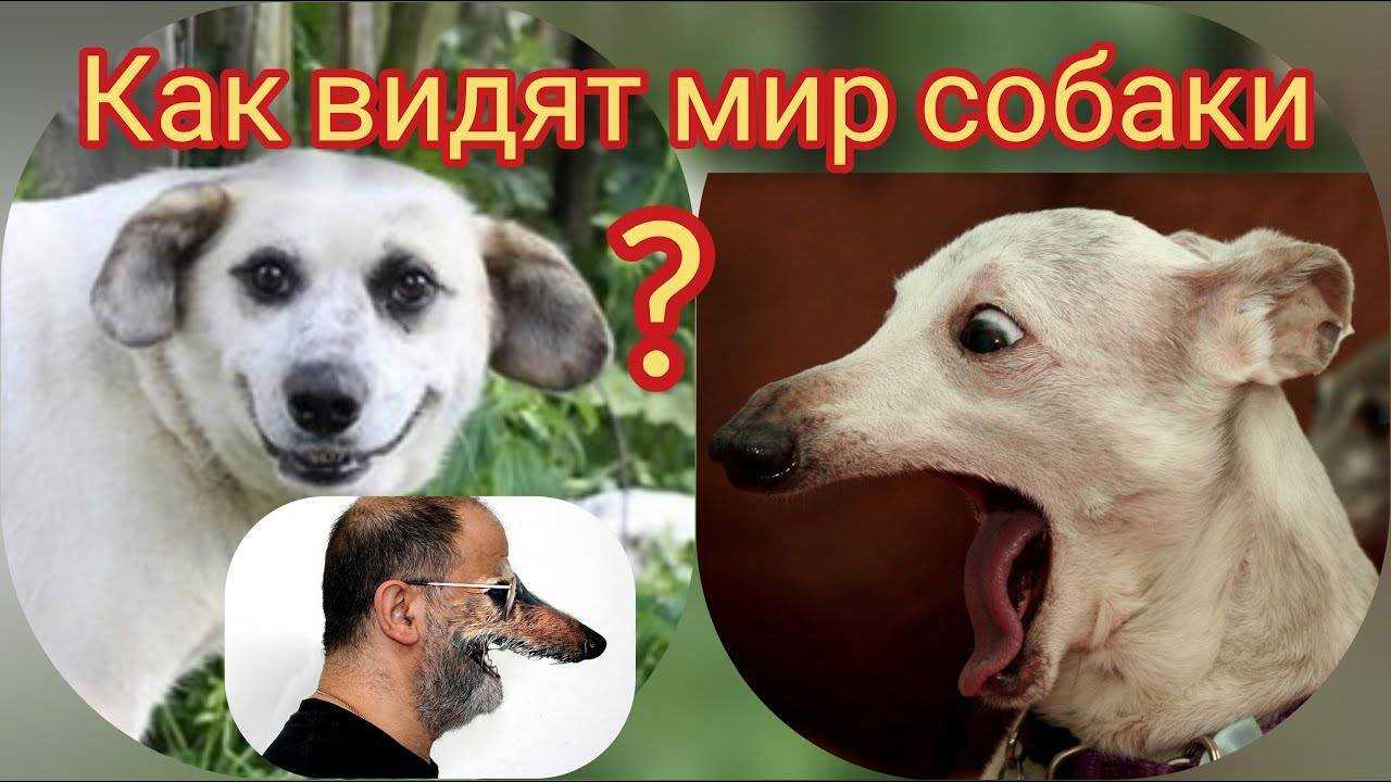 Долгопят: маленький глазастый примат