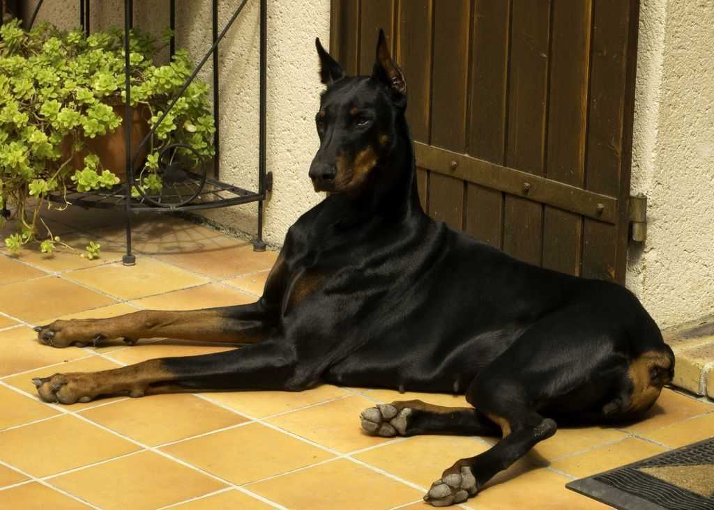 Охранные собаки: топ-10 пород для охраны дома – pet-mir.ru