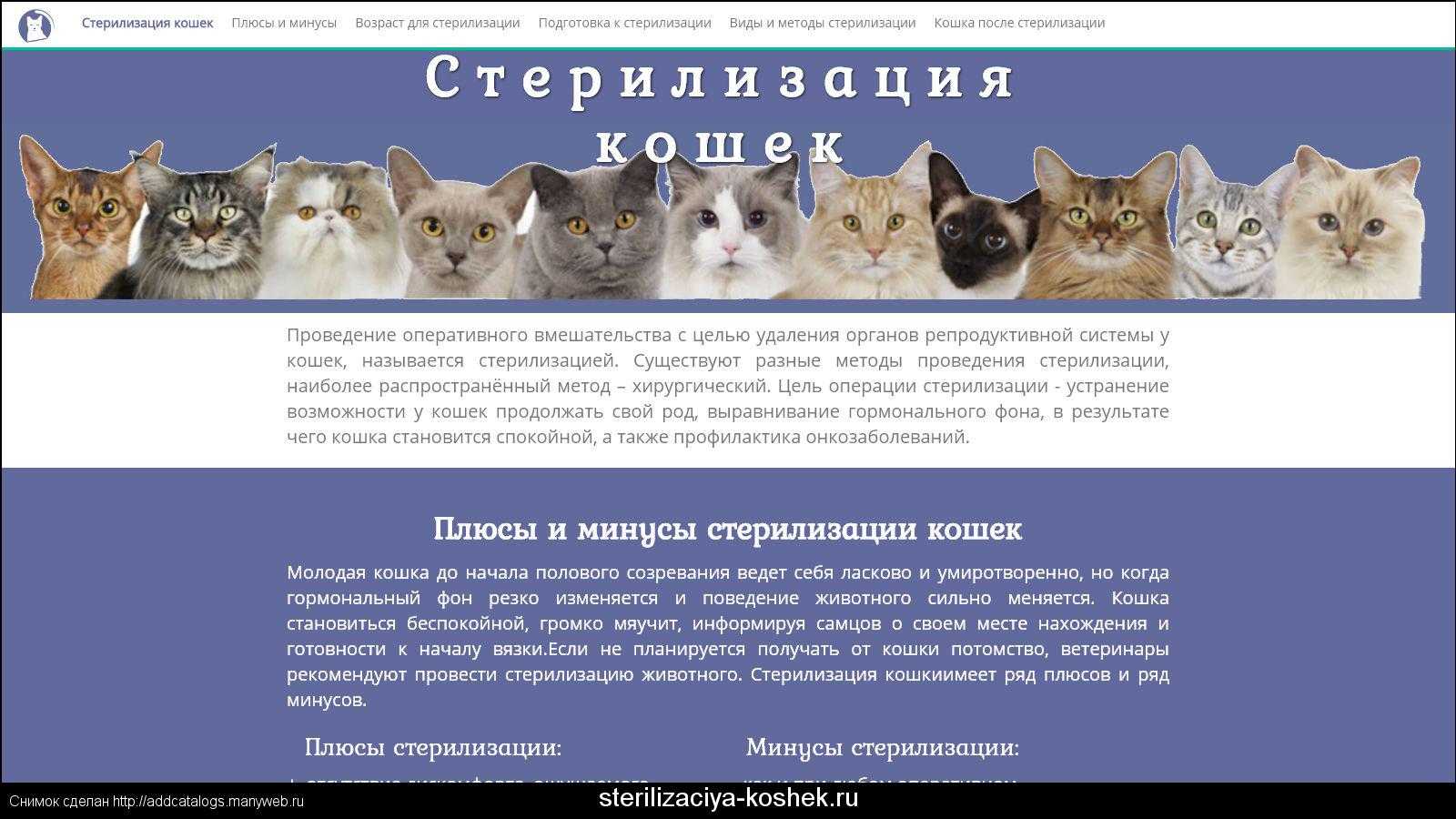 Температура у кота после кастрации: чем опасно изменение показателя | звери дома