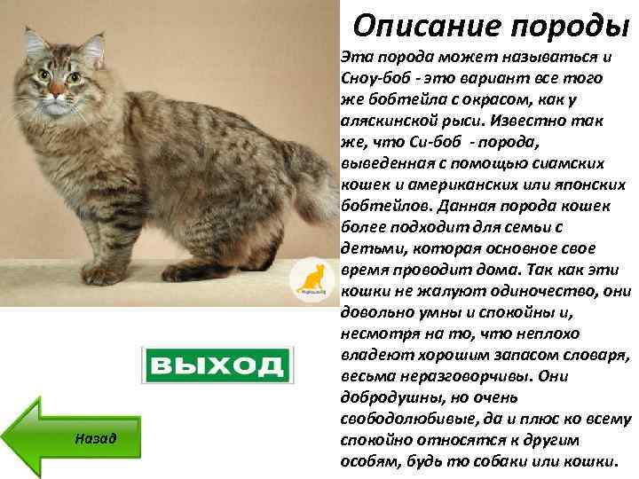Японский бобтейл