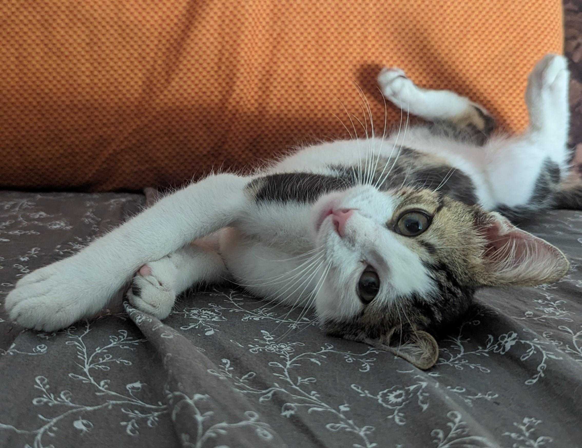 Что делать, если кошка не кормит новорожденных котят | звери дома