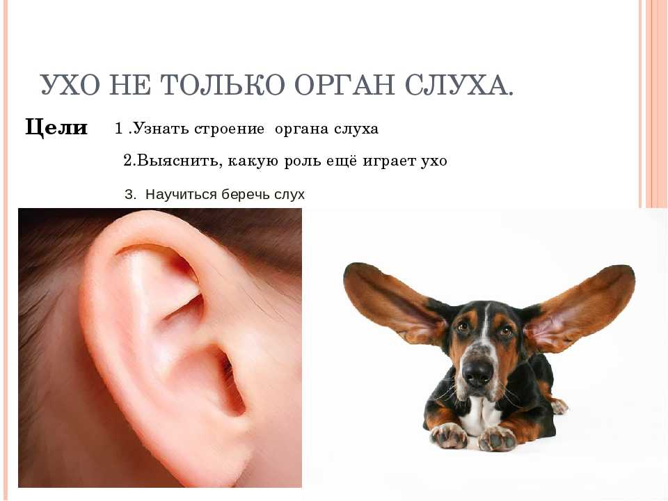 Как обезопасить собаку в мороз