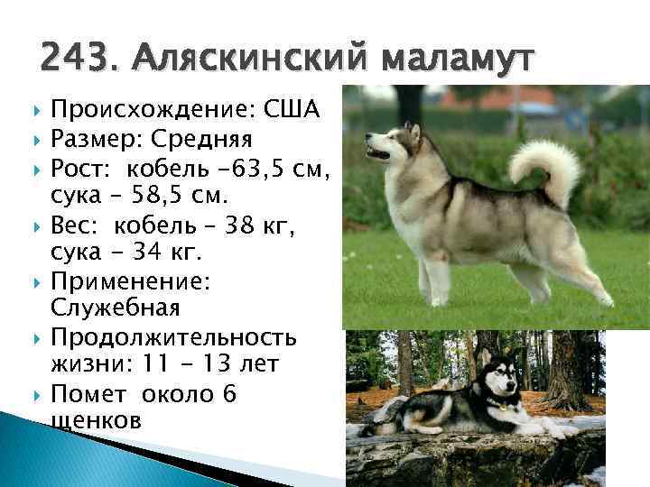 Cибирский хаски: все о породе от а до я, главные особенности