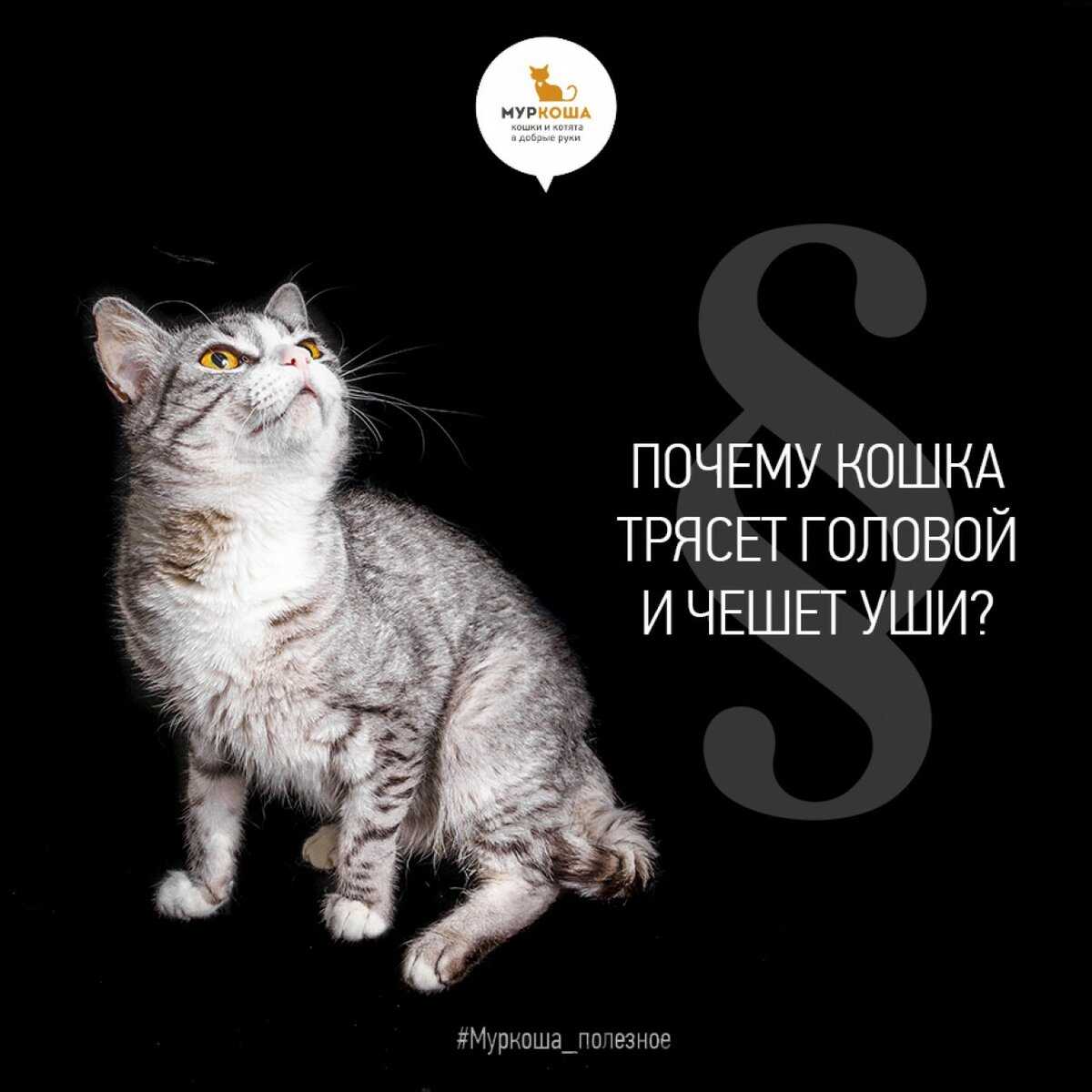 Кошка чешет уши: возможные причины и что нужно делать