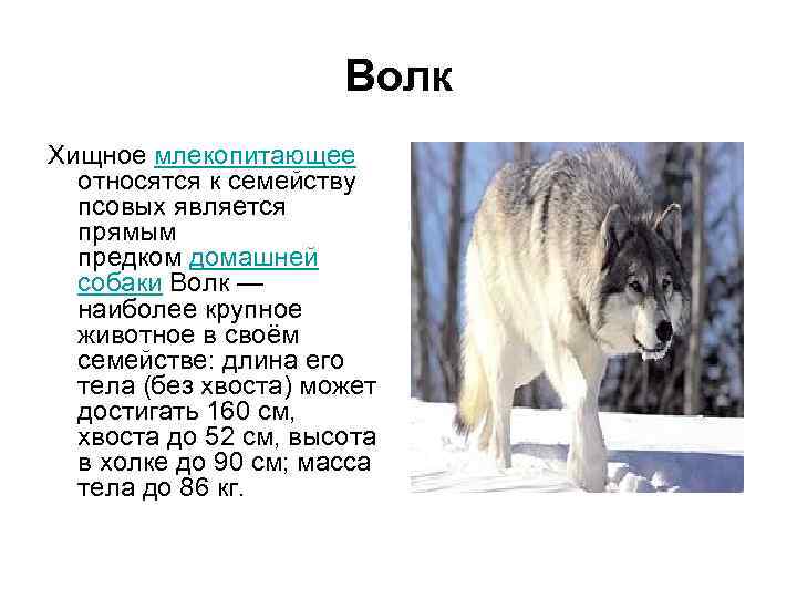 Биологический вид собака домашняя