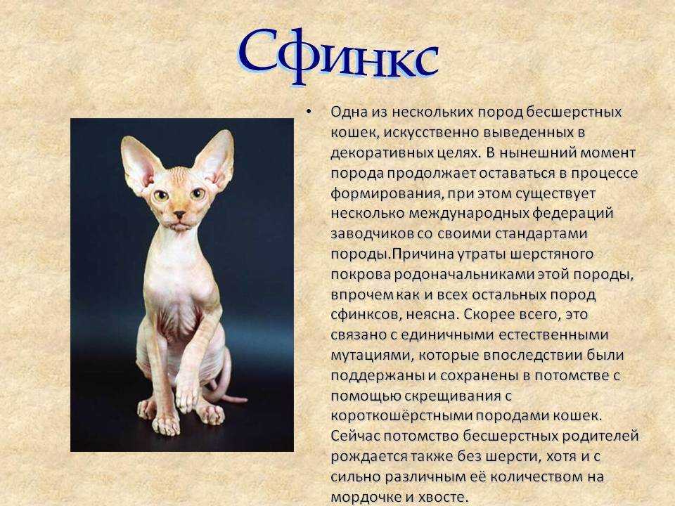 Ликой: фото и описание породы, особенности содержания кошки-оборотня, советы по выбору котенка