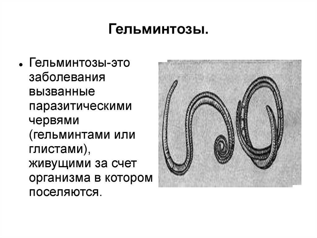 Как выглядят глисты у собак: круглые, плоские, сосальщики | звери дома