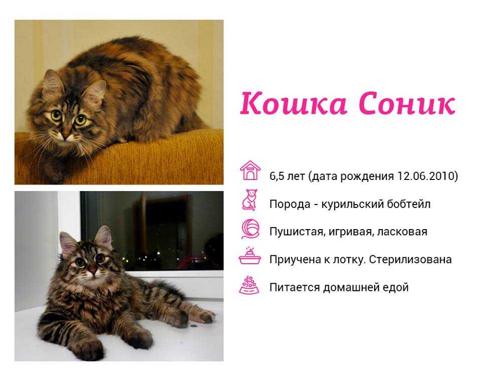 Сонник кошка с маленькими котятами. к чему снится кошка с маленькими котятами видеть во сне - сонник дома солнца