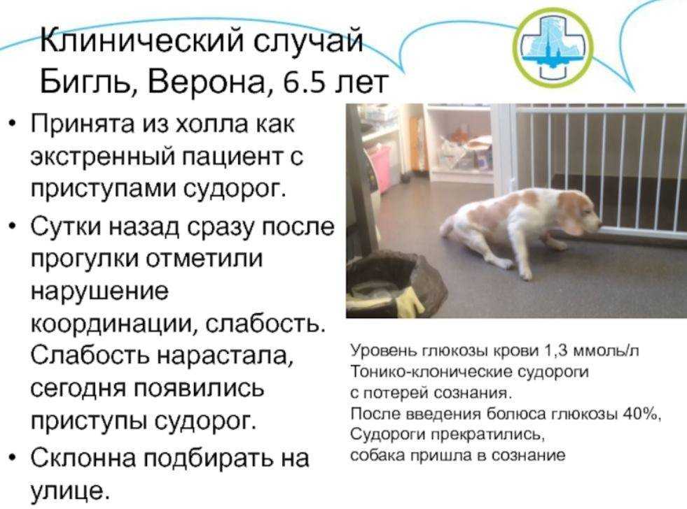 Судороги у собаки: причины и лечение, что делать?