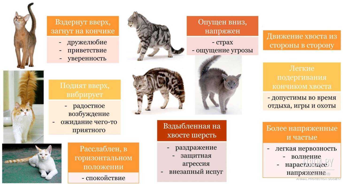 Кошачья любовь — не выдумка? каких людей любят кошки?