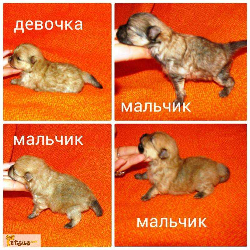 Руководство по определению пола щенка по внешним признакам мальчика и девочки