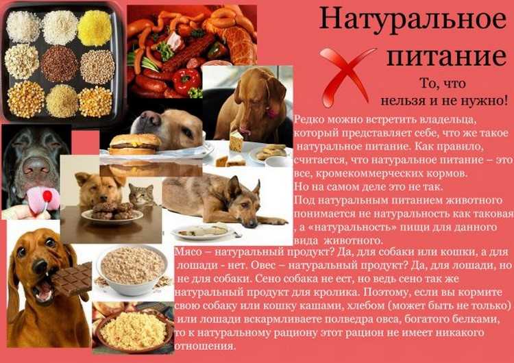 Можно ли собаку кормить рыбой