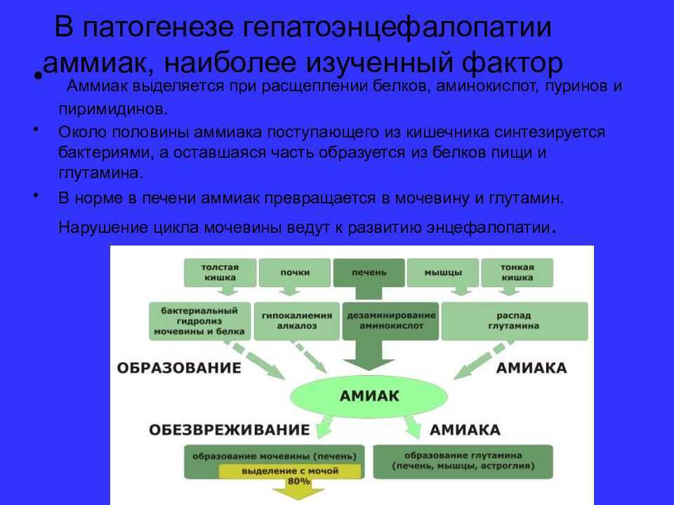 Гепатоэнцефалопатия у собак и кошек - что это и как лечитьветлечебница рос-вет
