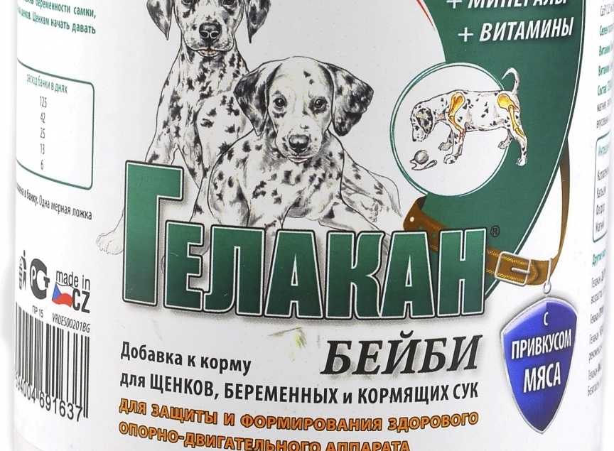 Чем кормить собаку после родов, топ рацион и меню кормящей собаки