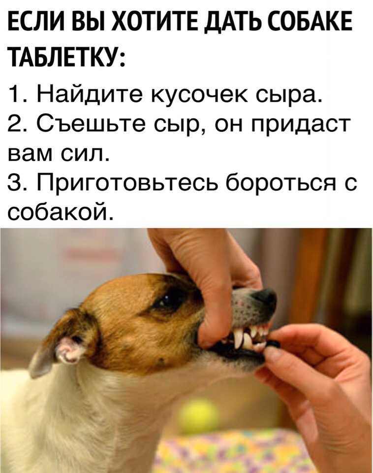 Как давать лекарство животным: кошке, собаке и прочим. все методы.