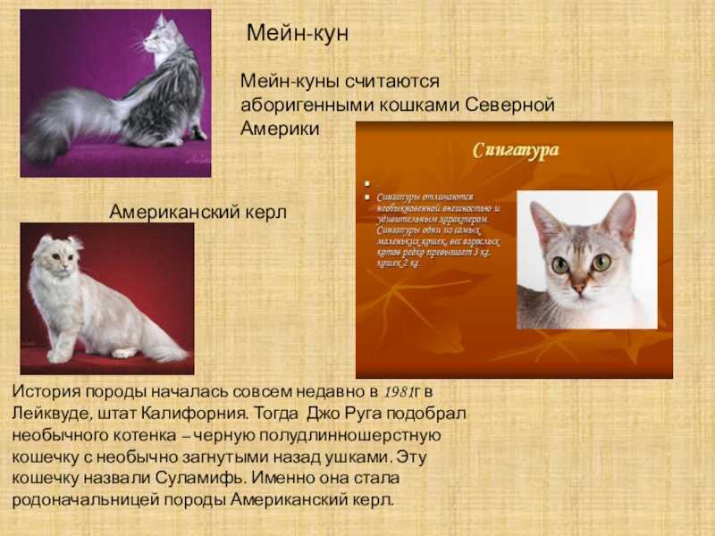 У кота жирная шерсть причины. почему у мейн-куна жирная шерсть
