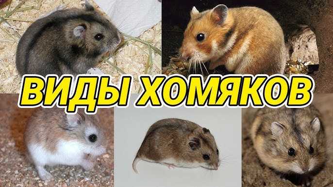 Джунгарский или сирийский хомяк, в чем различия видов