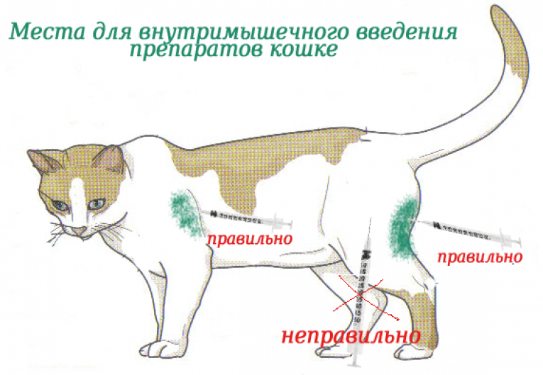 Лимфаденит у кошек (увеличение лимфоузлов): симптомы, методы терапии