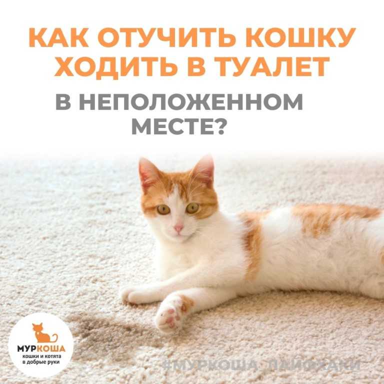 8 причин почему кошка писает на диван - как отучить?