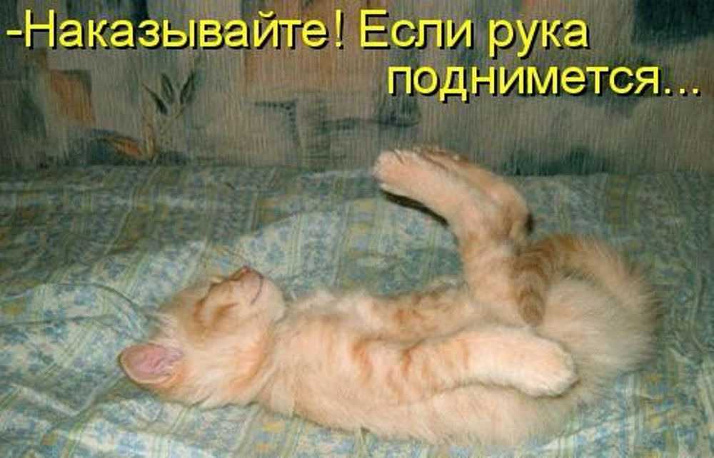 У кошки слоятся когти — как помочь
