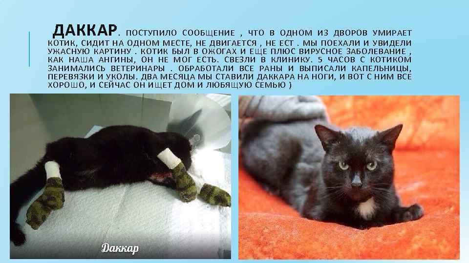 Почему котята внезапно умирают?