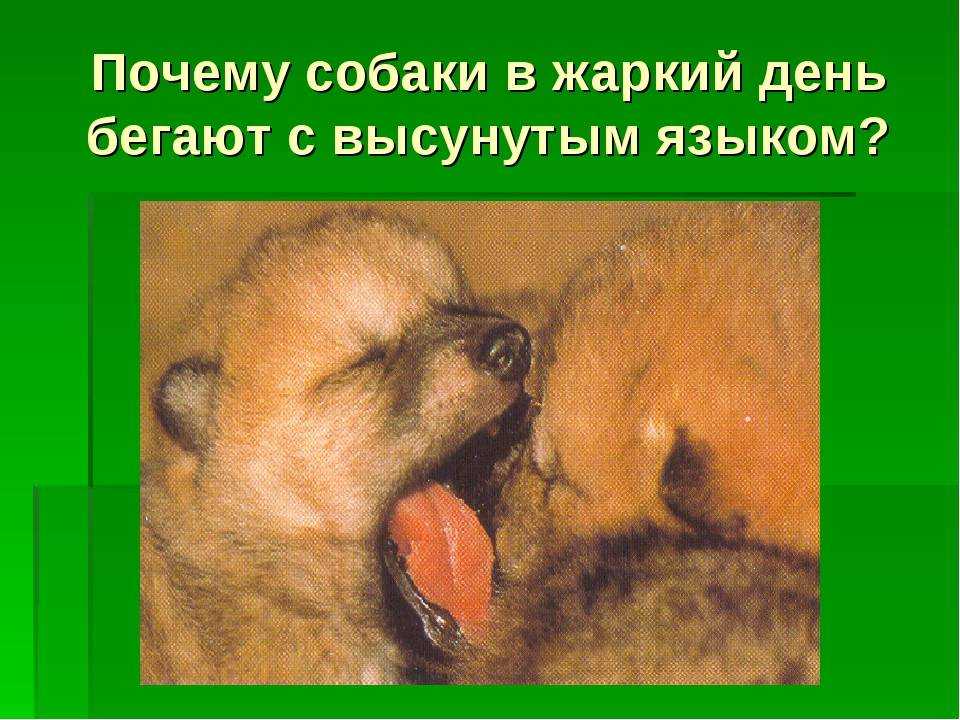 У собаки вываливается язык на бок