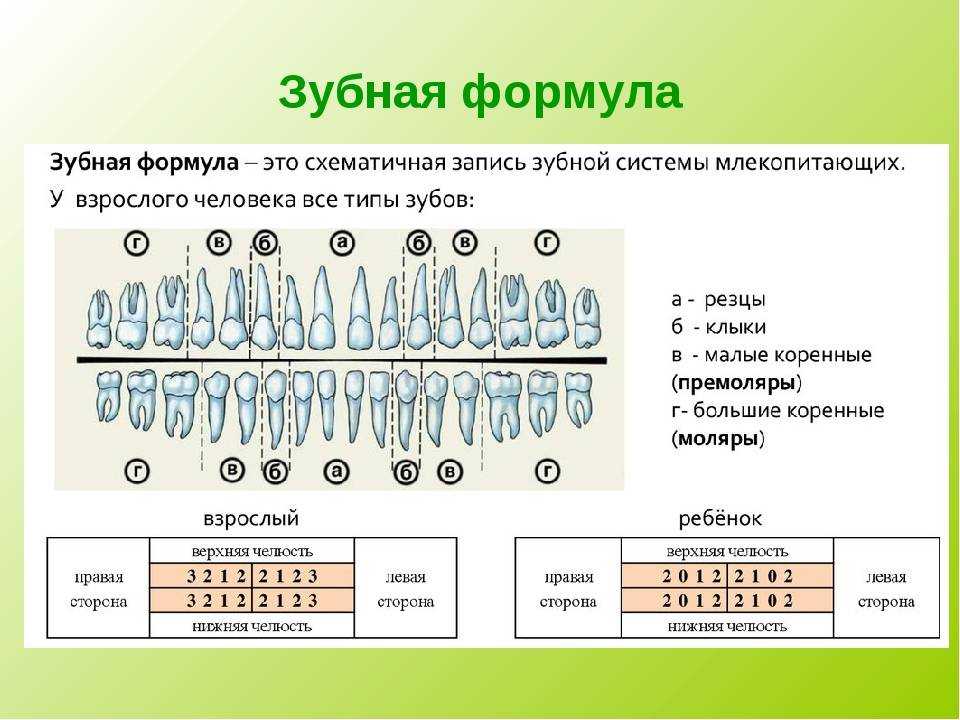 Зубы кошки, сколько зубов у кошки, смена зубов у котят схема