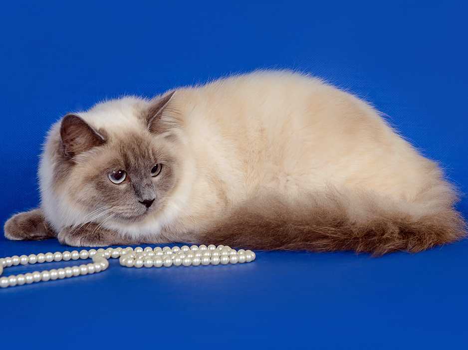 Невская маскарадная кошка  фото, описание породы, характер, уход, имена