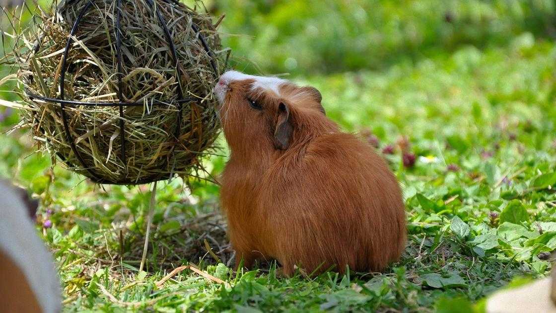 Можно ли морским свинкам сыр, молоко и яйца